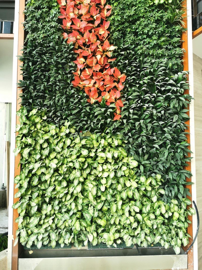 横琴广场植物墙