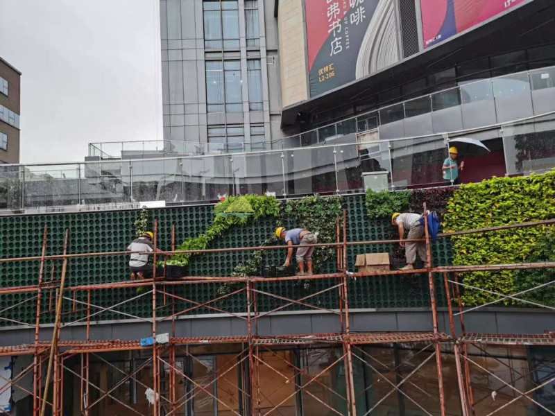 室外植物上墙