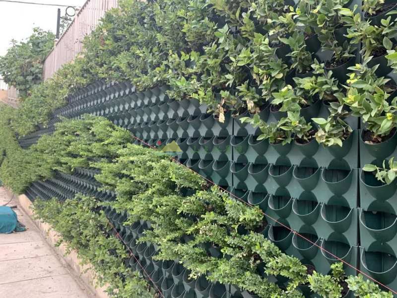 河南室外出入口隧道垂直绿化施工
