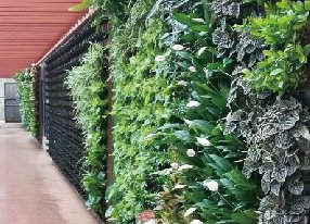 走廊植物墙