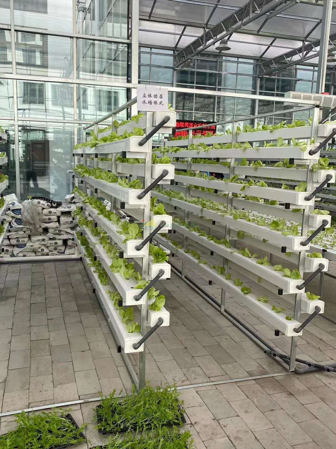 农业立体垂直蔬菜种植案例分享