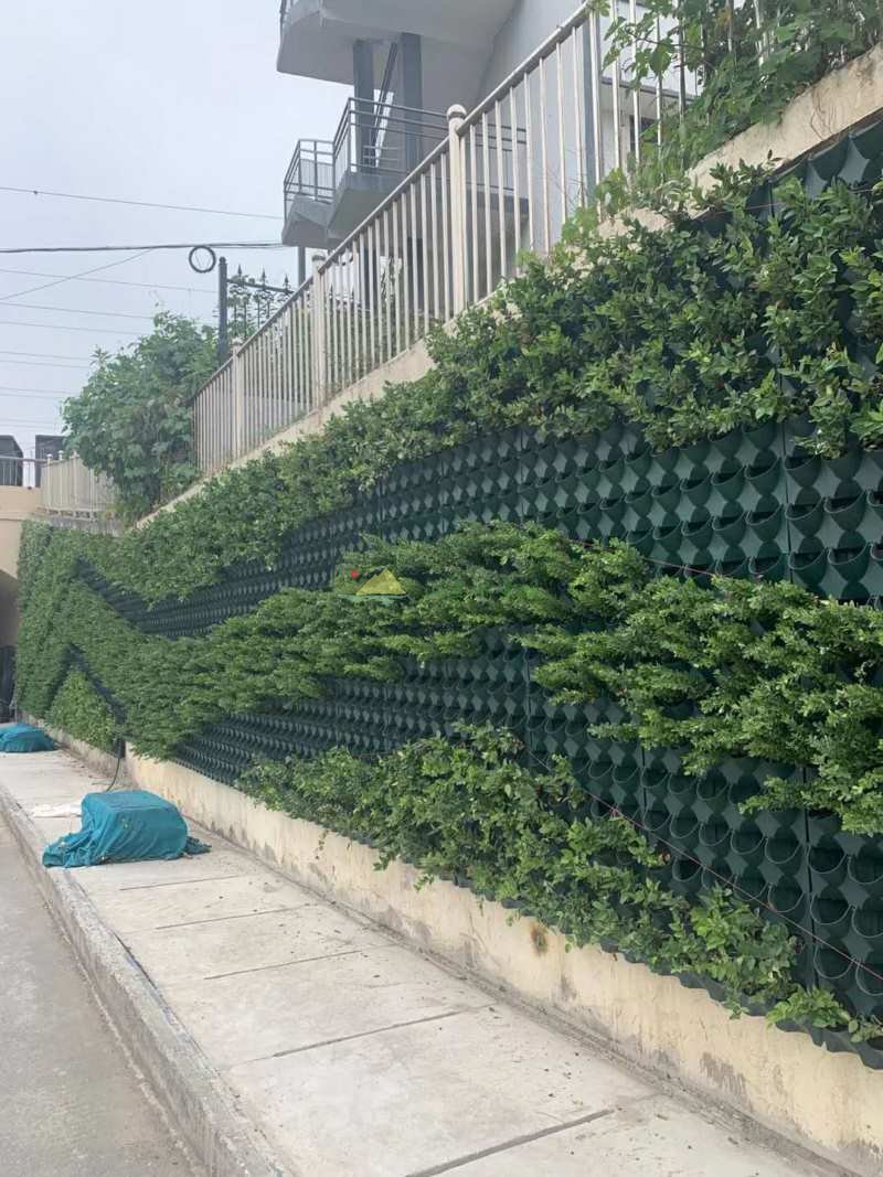 种植框式植物墙