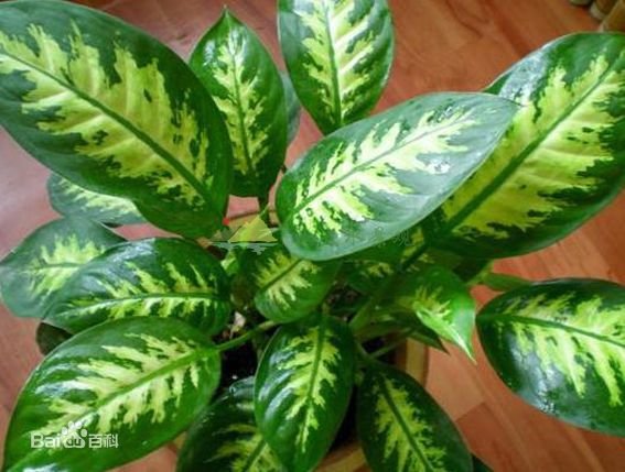 从零开始学植物墙（三)：常用植物墙植物有哪些
