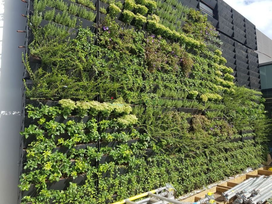 植物墙植物养护方法！