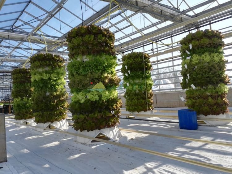 垂直绿化技术种菜9个经典案例分享