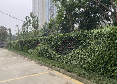 商业建筑垂直绿化