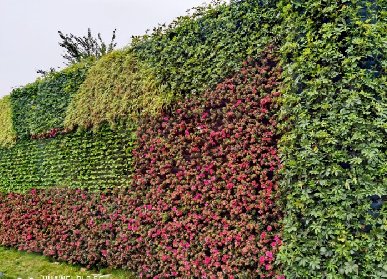 鲜花墙立体绿化