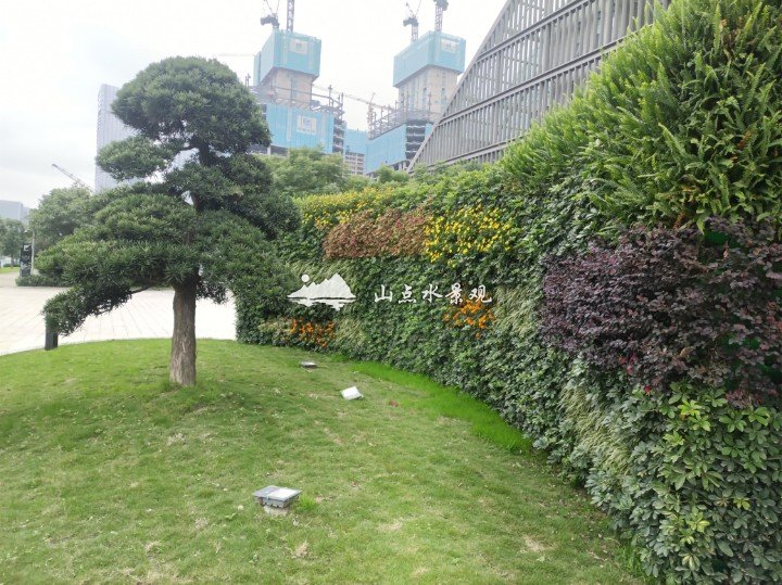电视台墙体绿化，建筑物下花坛垂直绿化景观