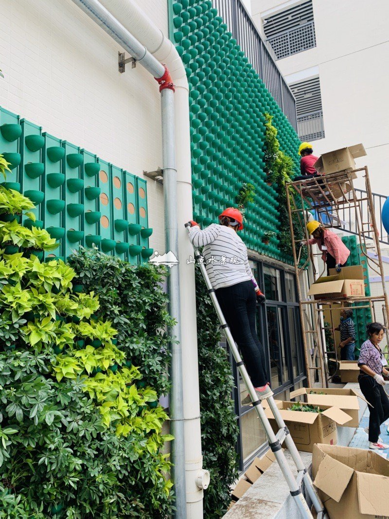 小学外墙垂直绿化景观