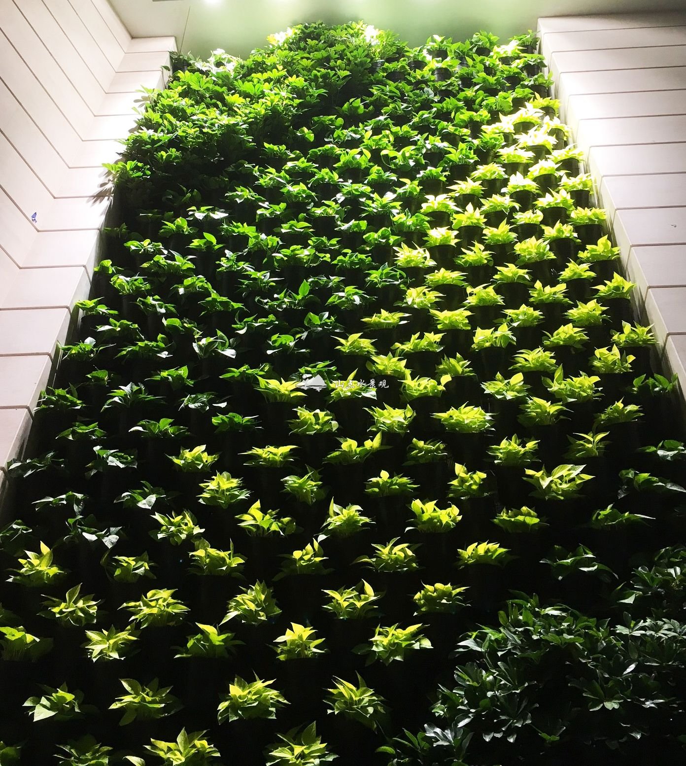 建筑物室内底部到顶模块式植物墙