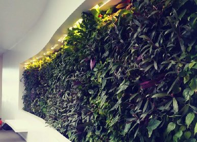 阳江植物墙