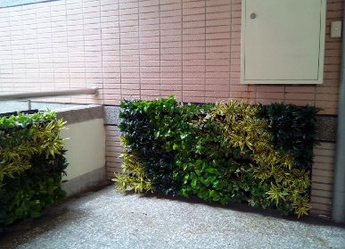 衢州植物墙