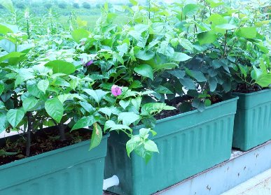 高架桥花箱