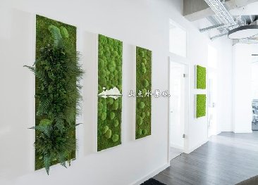 办公室苔藓墙
