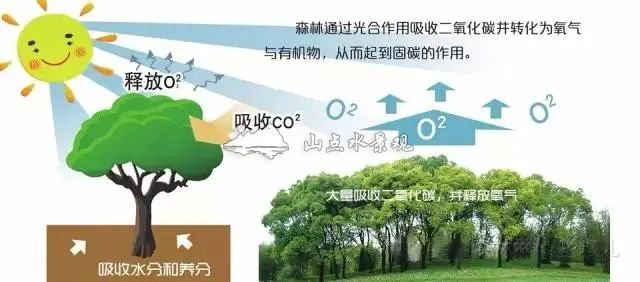 国办推广立体绿化为代表的科学绿化