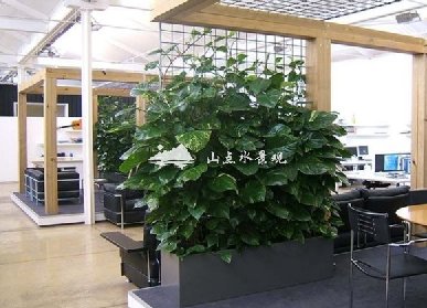 会谈区绿植租摆