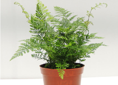 室内植物墙植物