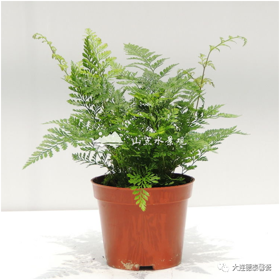 室内植物墙植物，25类品种推荐