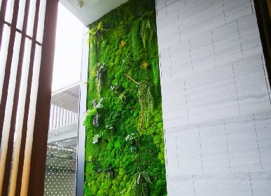 永生苔藓墙